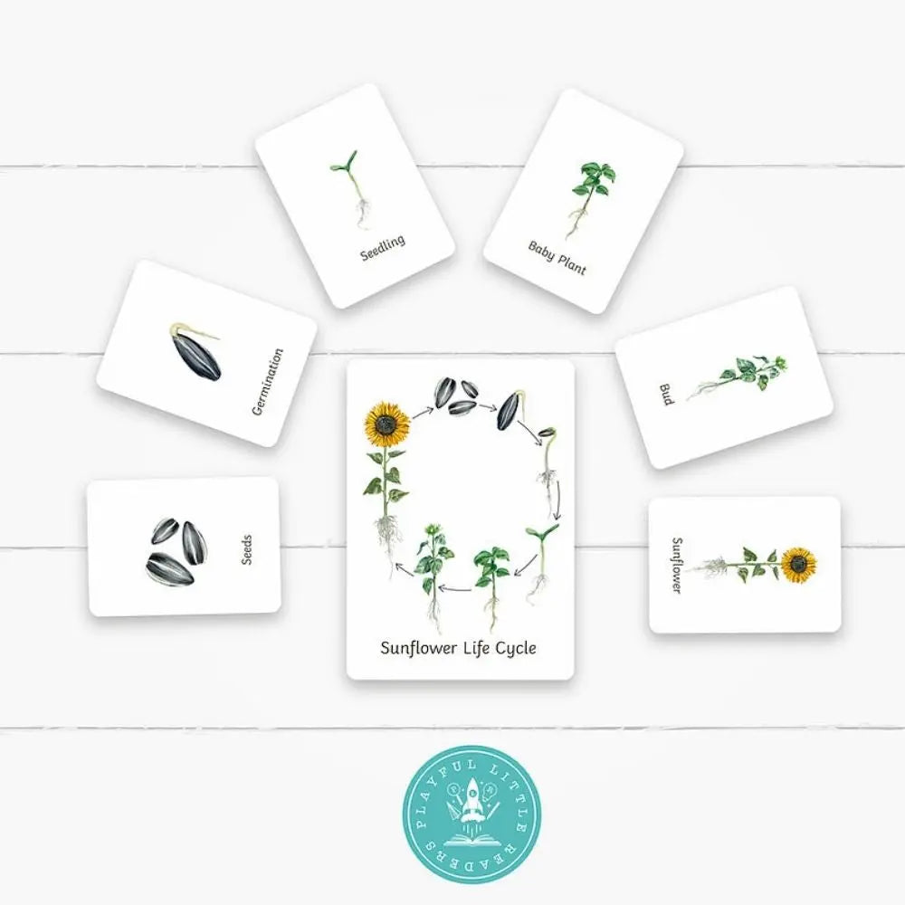 Sunflower Life Cycle Flashcards