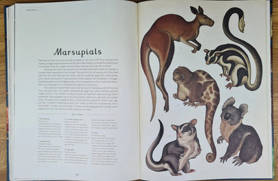 Animalium book