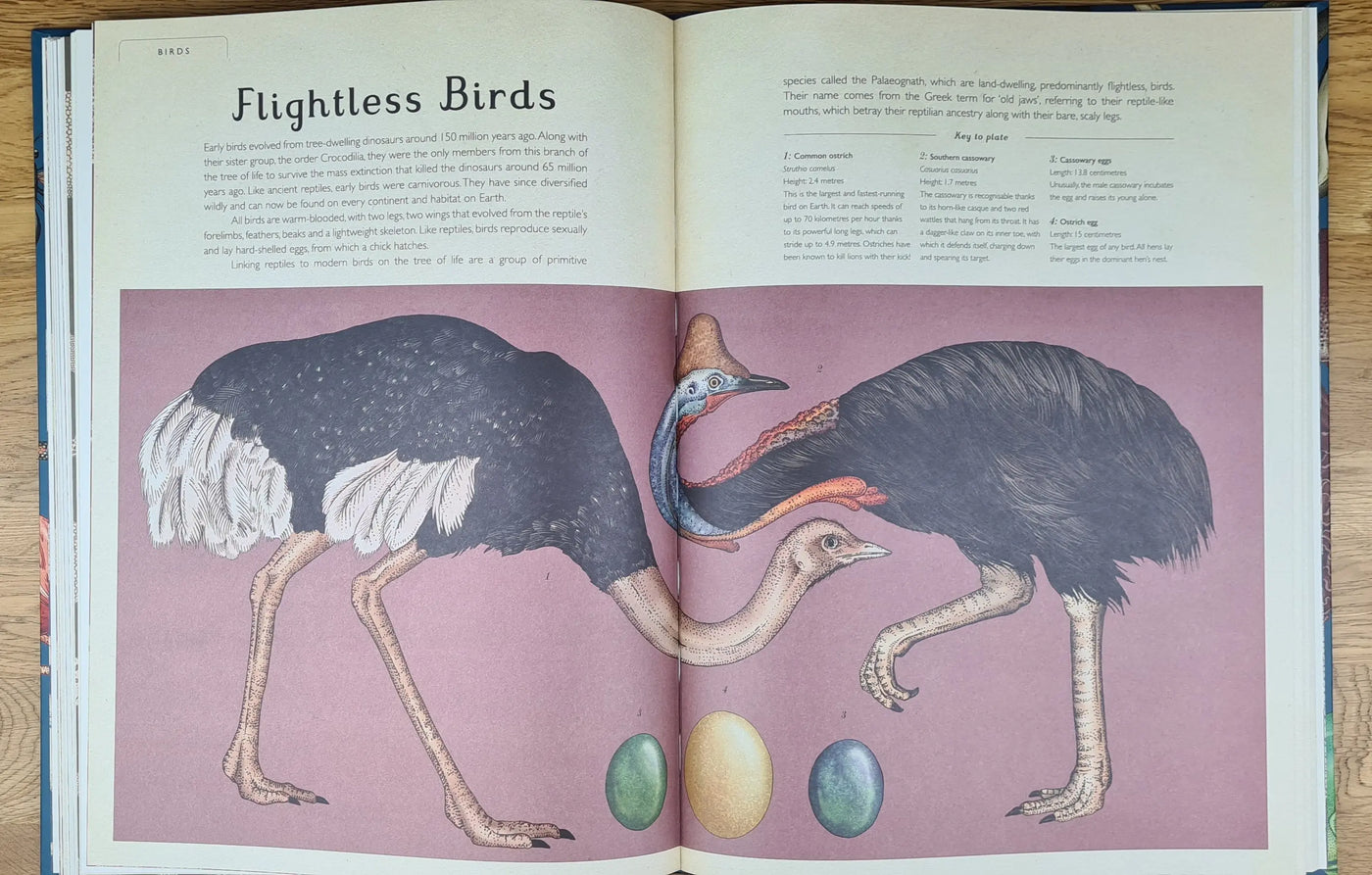 Animalium book