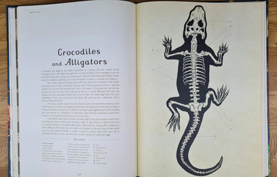 Animalium book