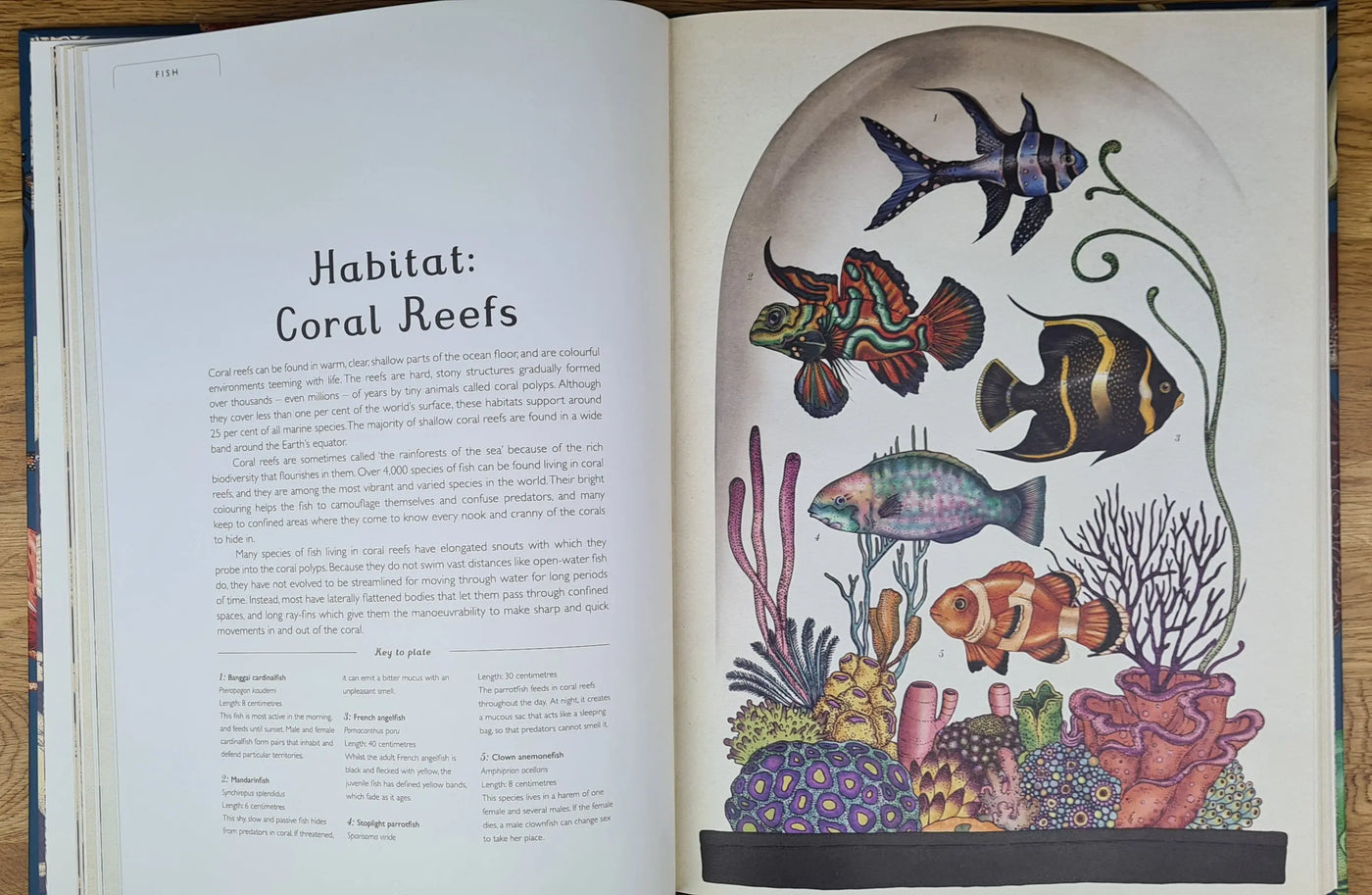 Animalium book