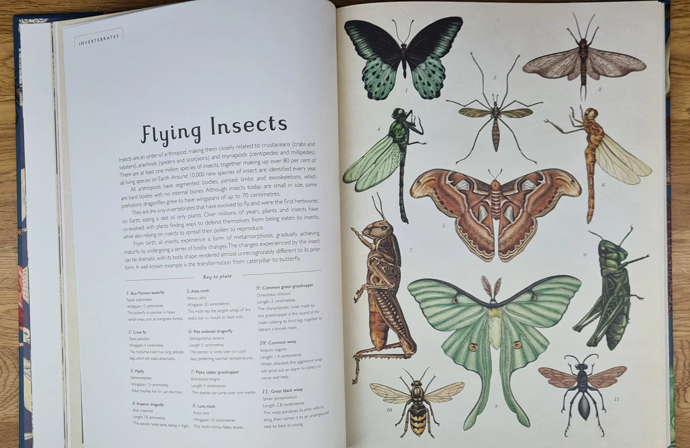 Animalium book