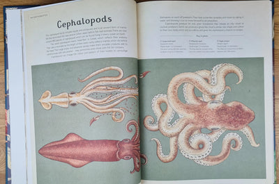 Animalium book