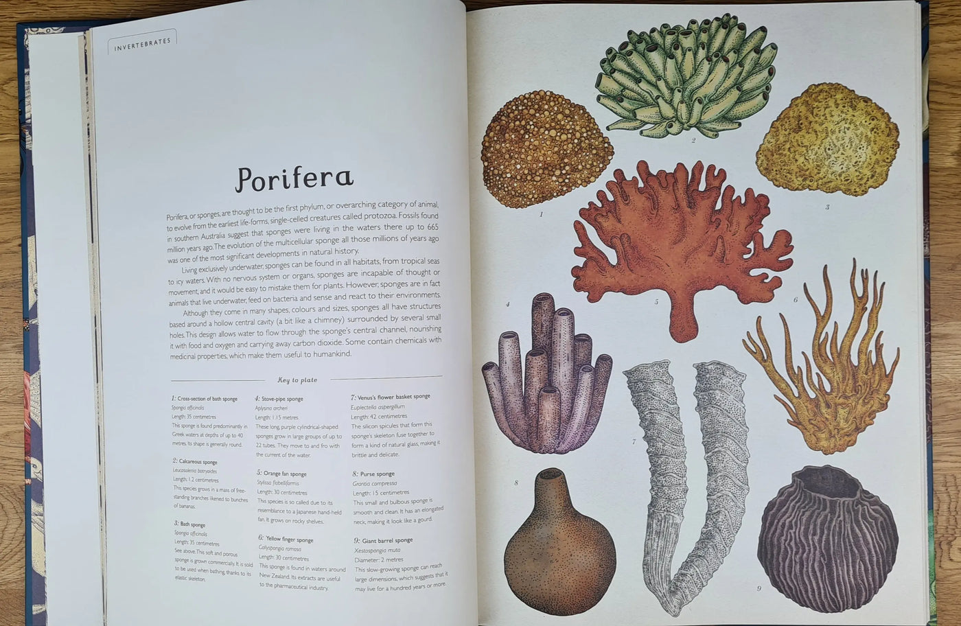 Animalium book