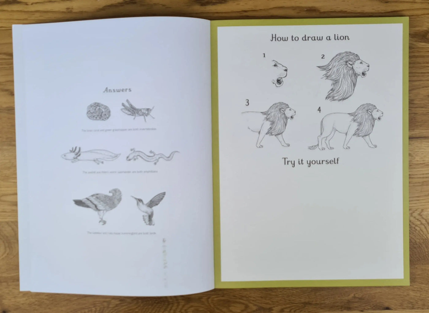 Animalium activity book