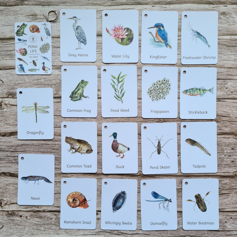 Pond life flashcards