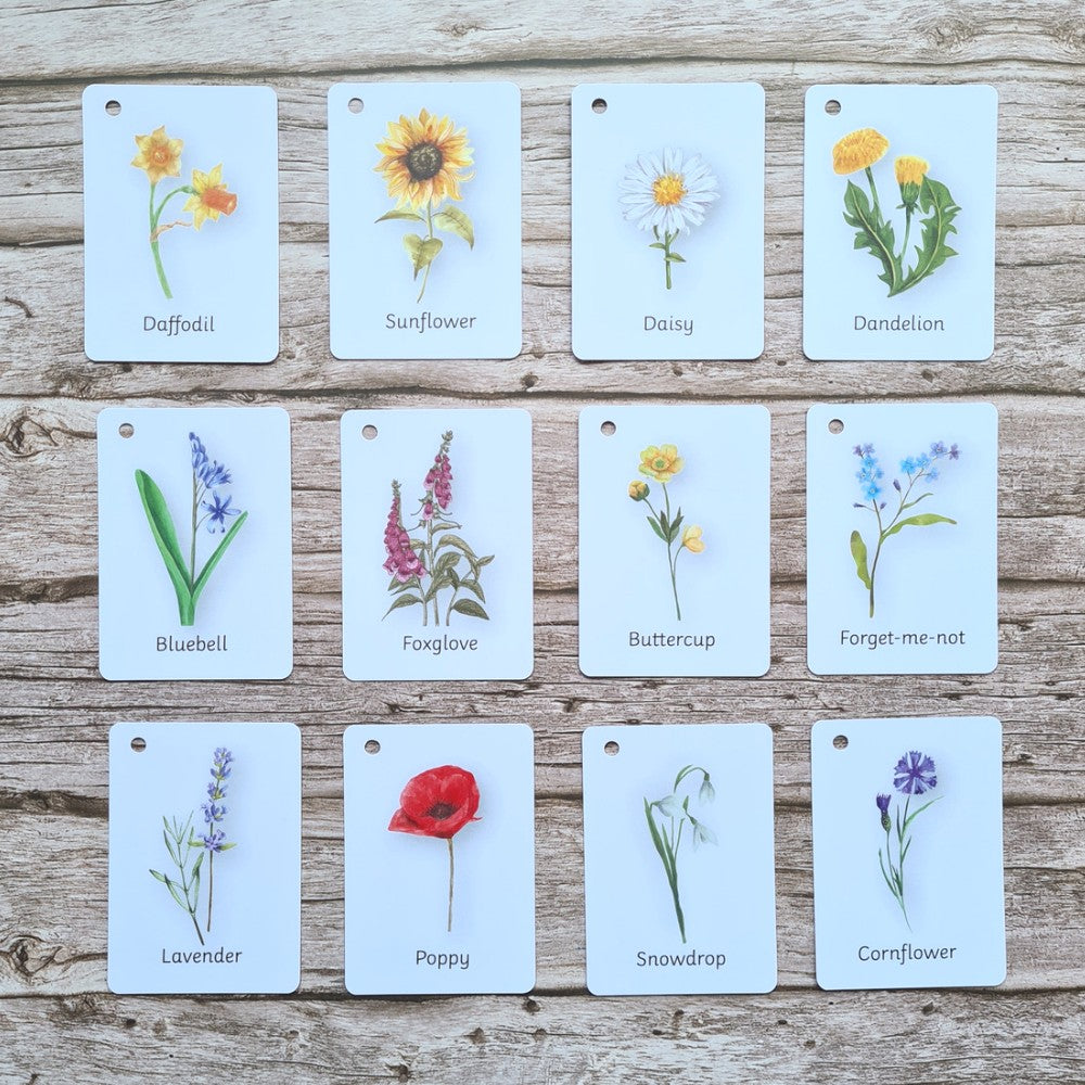 British Wildflowers flashcards