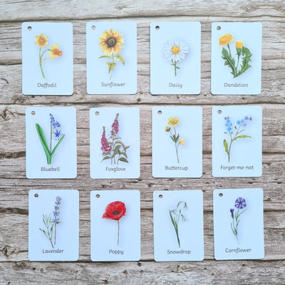 British Wildflowers flashcards