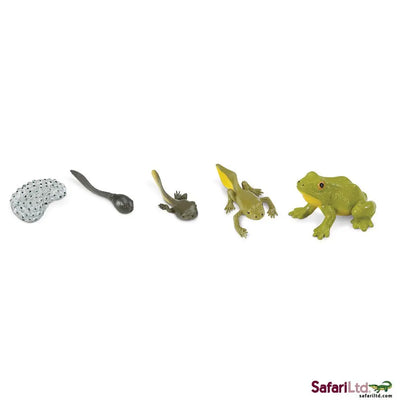 Safari Ltd Life cycle of a frog