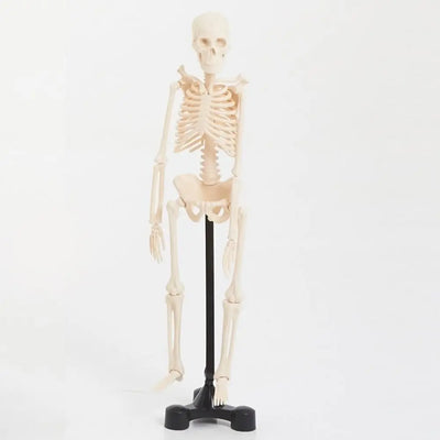 TickiT Skeleton Model - 46 cm