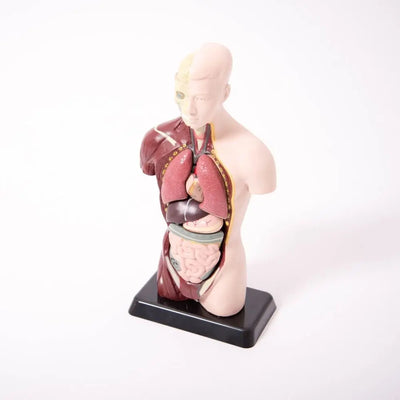 Quarter-Scale Anatomical Torso