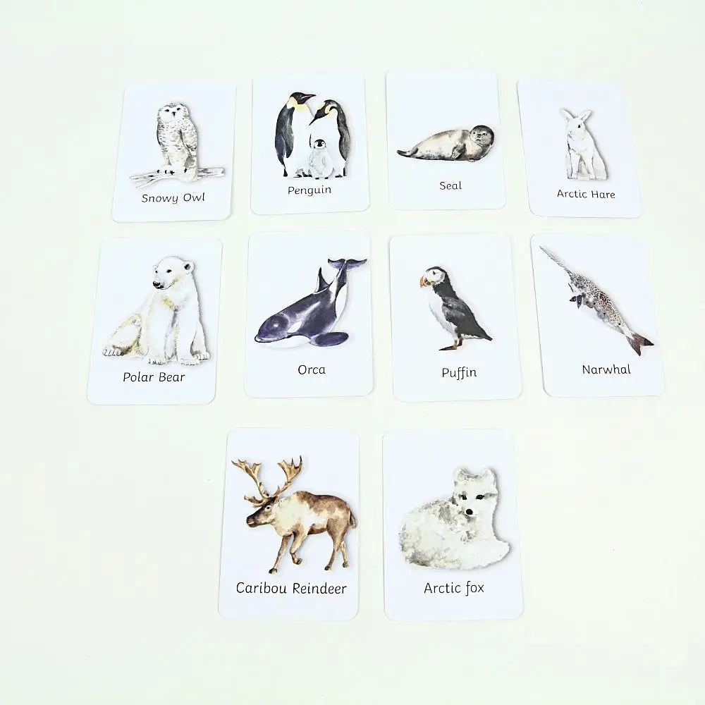 Polar Animals Flashcards