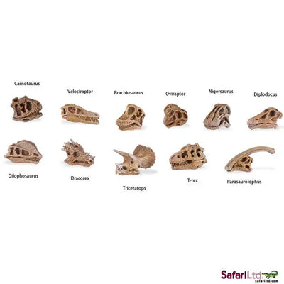 Safari Ltd Dinosaur skulls toob