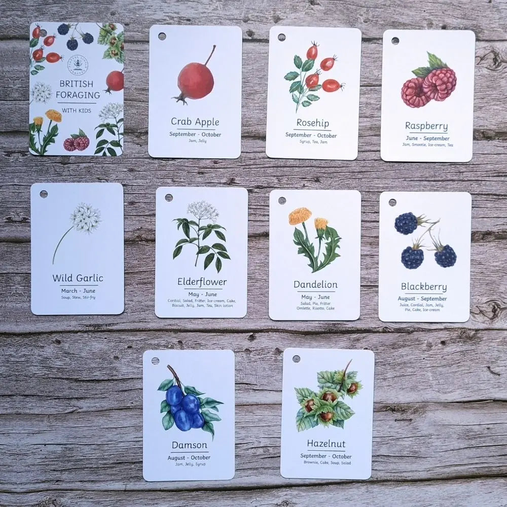 British Foraging Flashcards – Beesybox