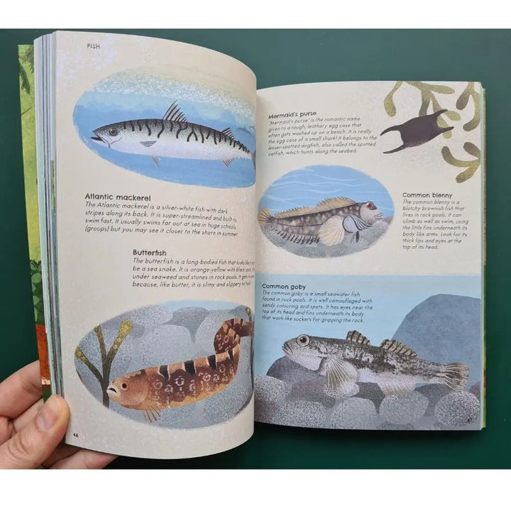 A Kid's Guide To Bird-Watching On The Playground Equipment And In The Park