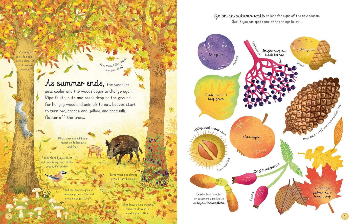 Usborne Woodland book