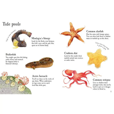 Usborne Seashore Life to Spot