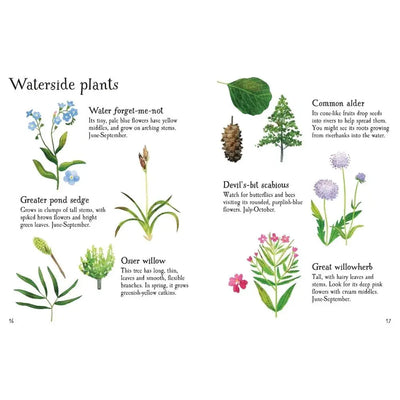 Usborne Pond Life to Spot