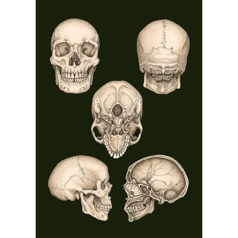 Anatomicum Postcards