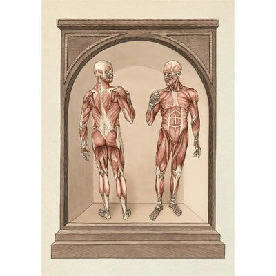 Anatomicum Postcards