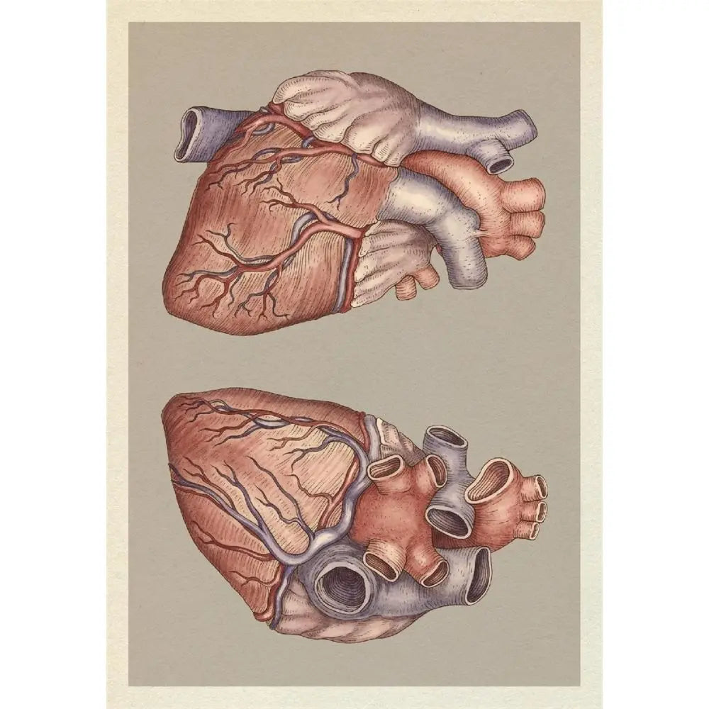 Anatomicum Postcards