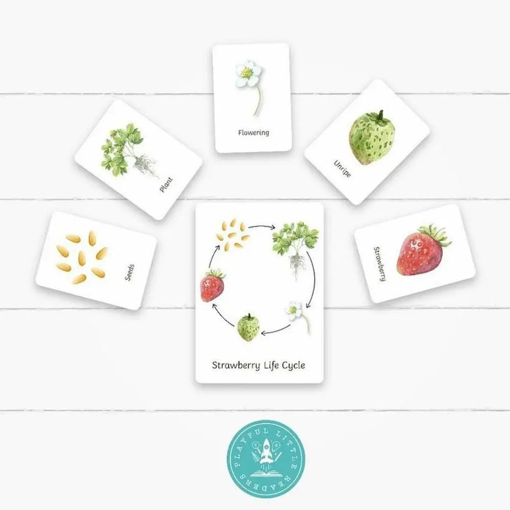 Strawberry Life Cycle Flashcards