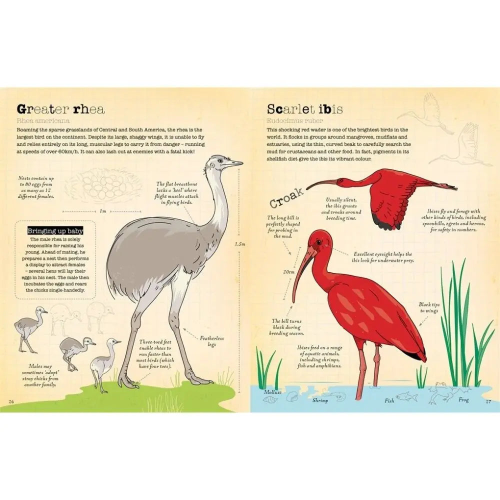 A World Of Birds book for children