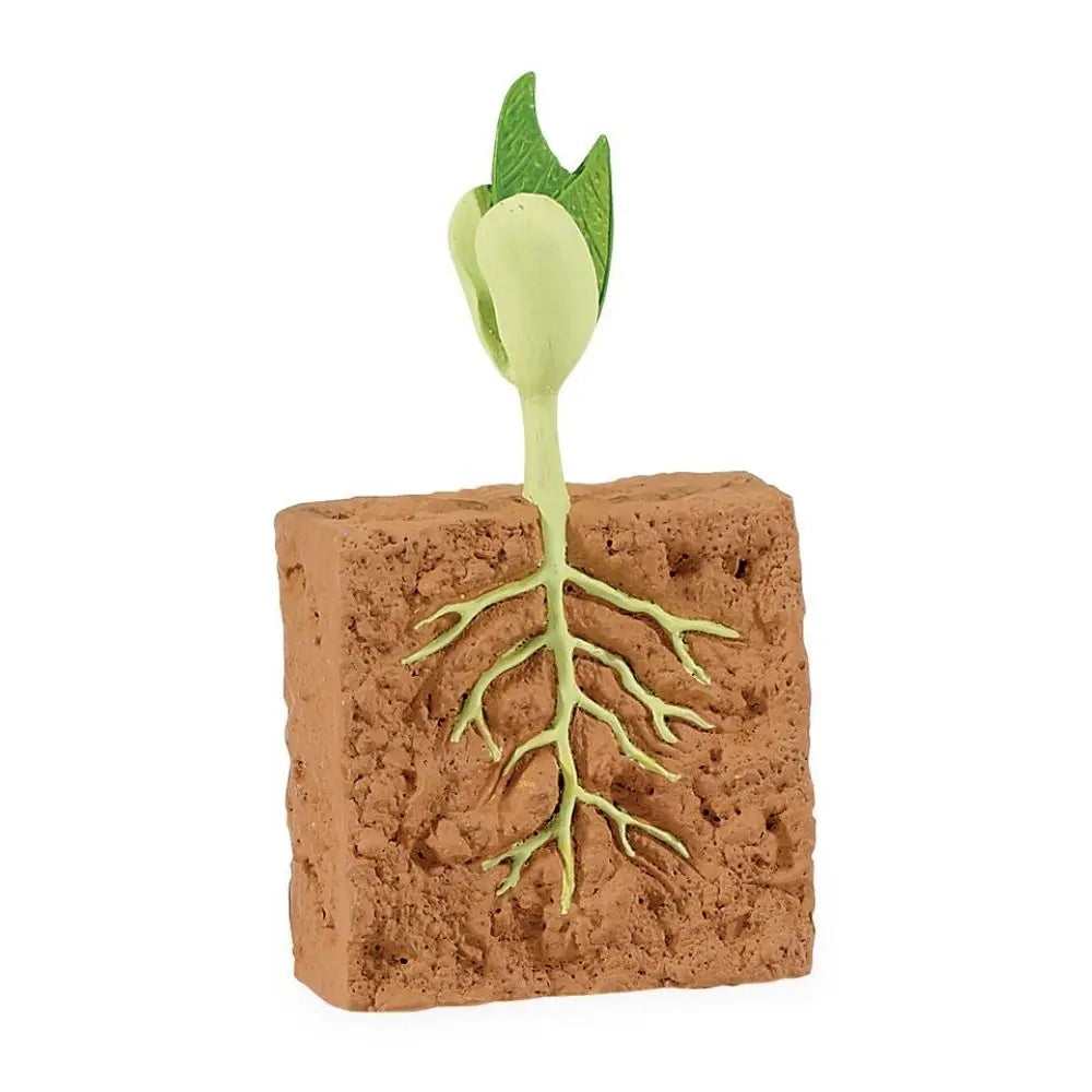 Safari Ltd Life Cycle Of a Green Bean Plant – Beesybox