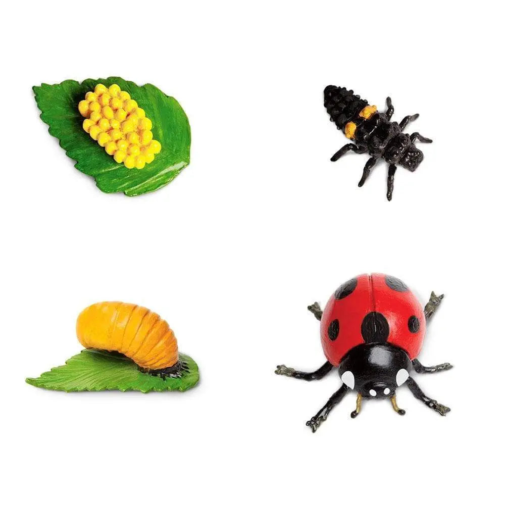 Safari Ltd Life Cycle Of a Ladybug – Beesybox